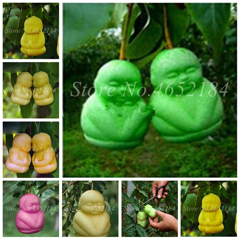 

30 Pcs Rare Mini Pear Bonsai Ginseng Fruit Delicious Asian Pear Bonsais For Home Garden Pot Plant Shape Like Child Easy To Care