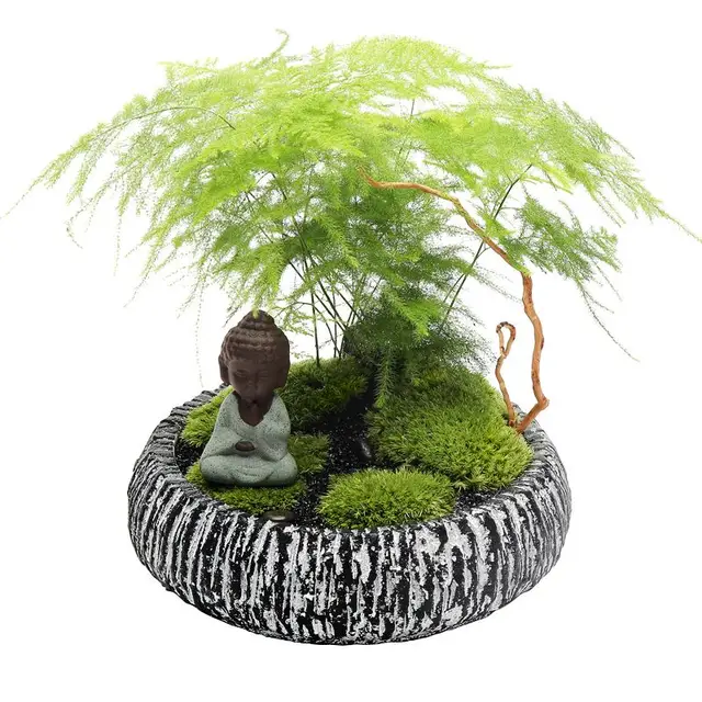 Asparagus fern bonsai tree seedsplants plantas indoor plants garden