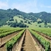Napa Valley Vineyards Hopland  CA Poster Print (38 x 12)