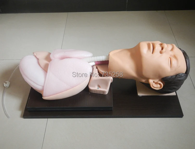 Старшая модель для обучения эндотрахеальной интубации трахеи|endotracheal intubation| |