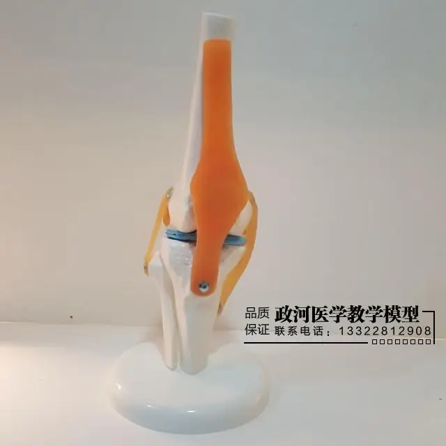 Human Knee Joint Structure Function Model Medical Teaching Model Joint