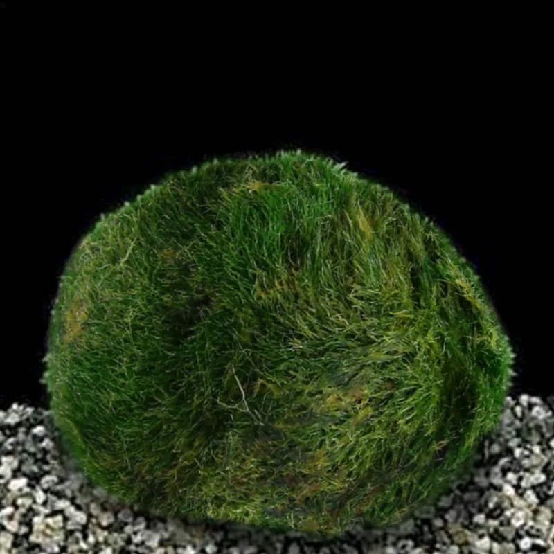 Aquarium Moss Fish Alive Live Fishes Plants Aquaristics Shrimp Aquarium Moss Ball Water Grass Shrimp Water Grass Balls Aquarium