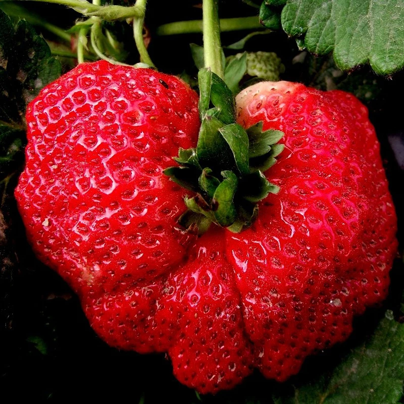 

300 Pcs Strawberry bonsai Rare And Gaint Strawberry bonsai Easy To Plant Fruit bonsai Bonsai Potted For Diy Home Garden Free Shi