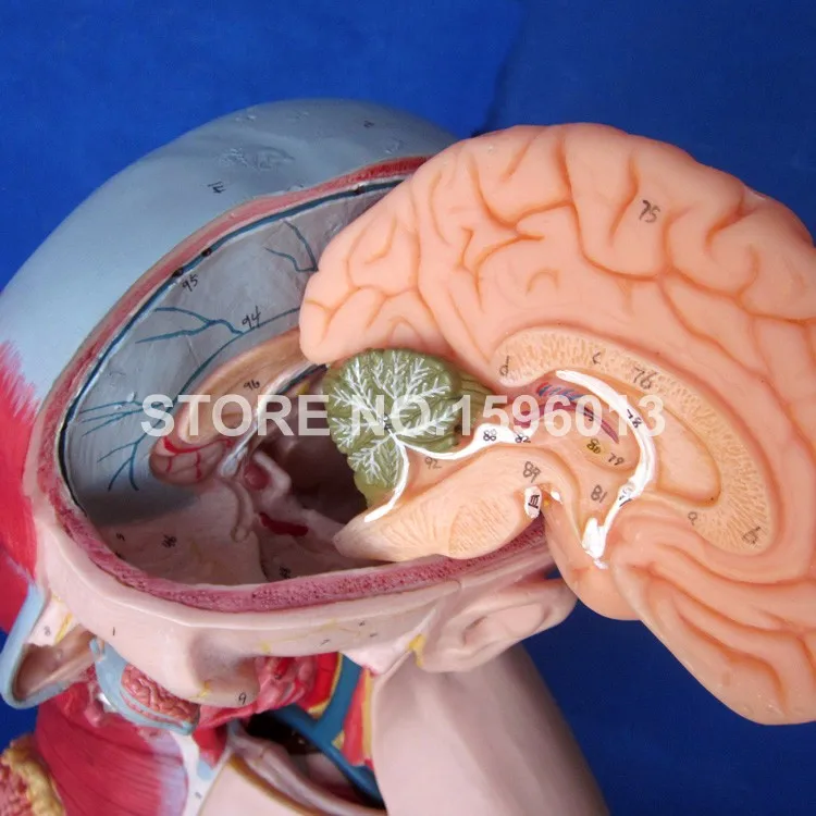 A10003 torso model  (4)