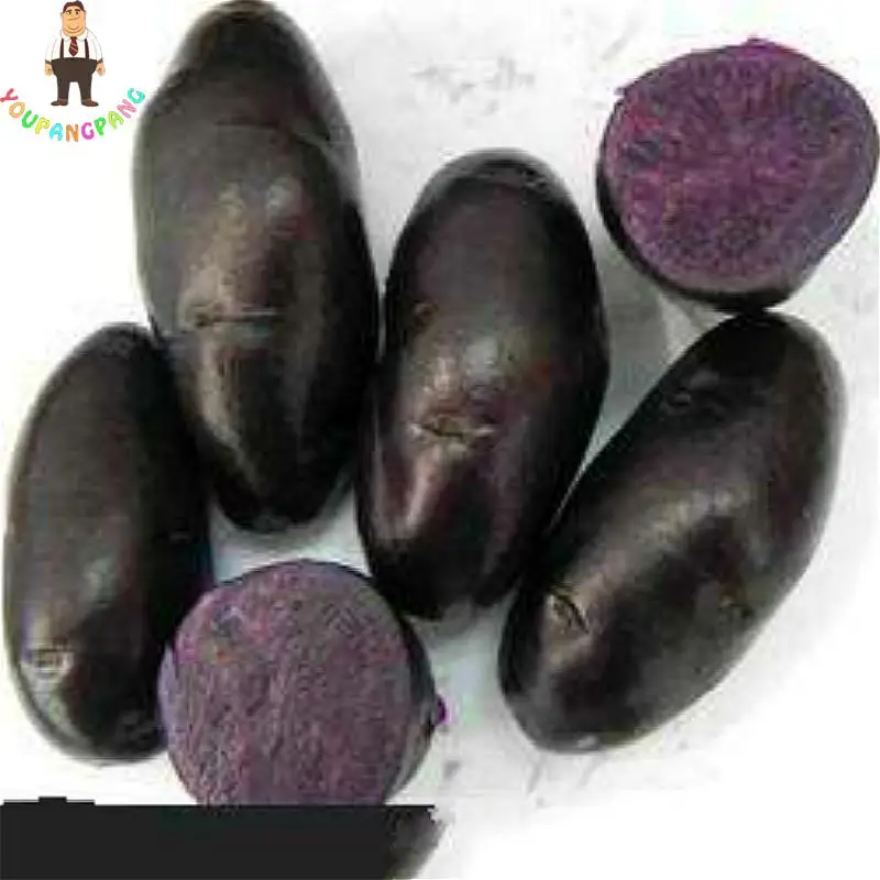 100pcs Giant Purple Potato plants Perennial Bonsai Tree Anti-wrinkle Vegetable planting For Home Garden 100pcs Giant Purple Potato plants Perennial Bonsai Tree Anti-wrinkle Vegetable planting For Home Garden