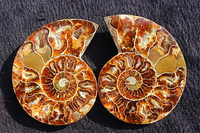 192g-FOSSILIZED-color-SNAIL-AMMONITE-MINERAL-MULTI-COLOR-FIRE.jpg_640x640_