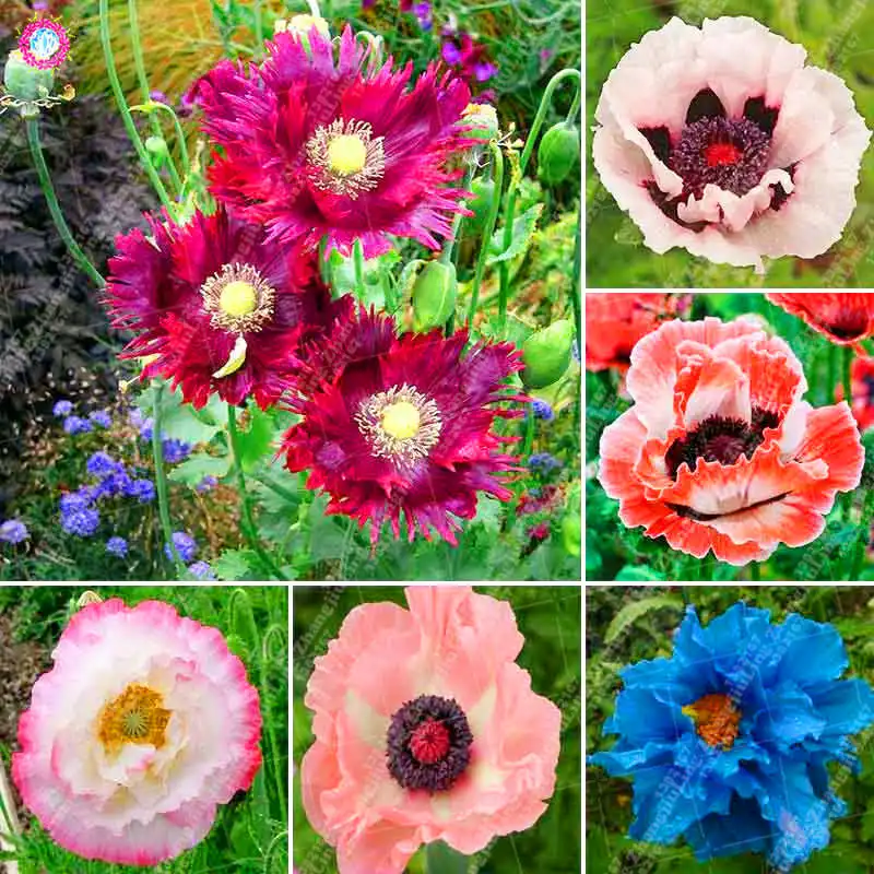 

100PCS/BAG Coquelicot bonsai plant double petal flowerpot potted indoor DIY flower family garden ornamental plant