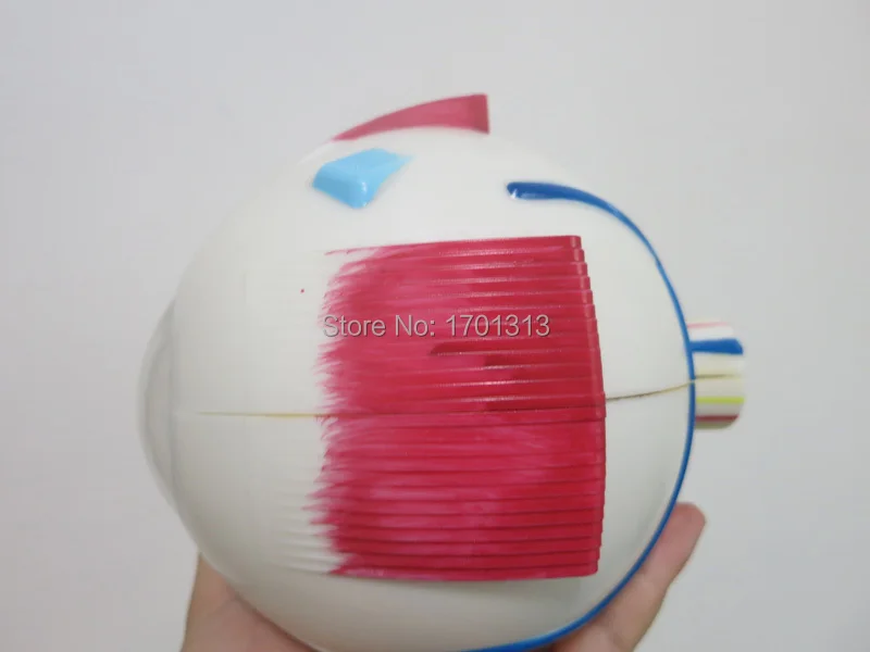 6-eyeball (4)
