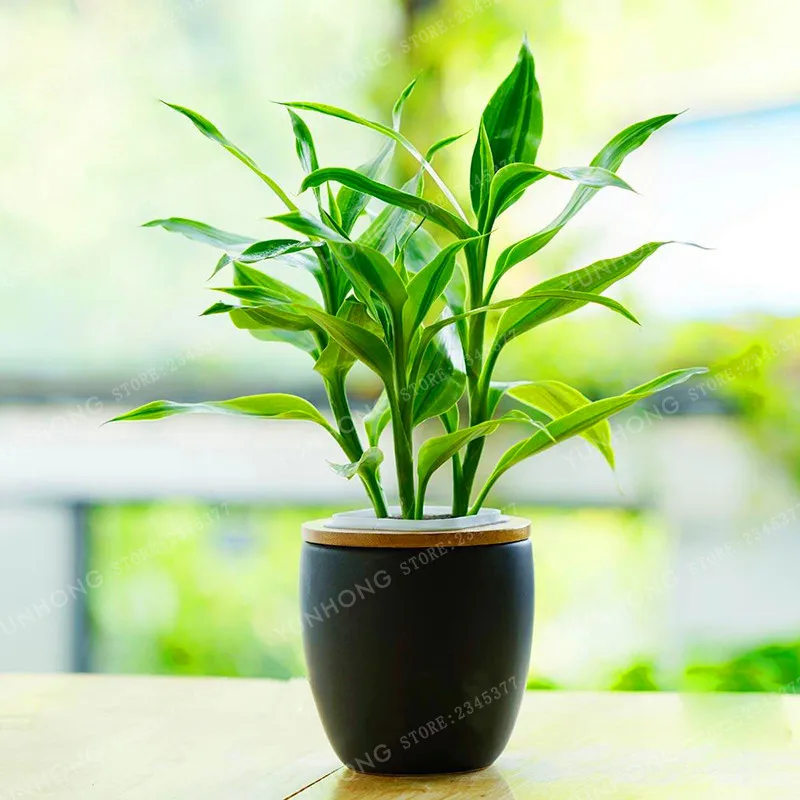 6 Kinds Lucky Bamboo Choose Potted Bonsai Variety Complete Dracaena plant The Budding Rate 95% 30 PCS/Pack 6 Kinds Lucky Bamboo Choose Potted Bonsai Variety Complete Dracaena plant The Budding Rate 95% 30 PCS/Pack