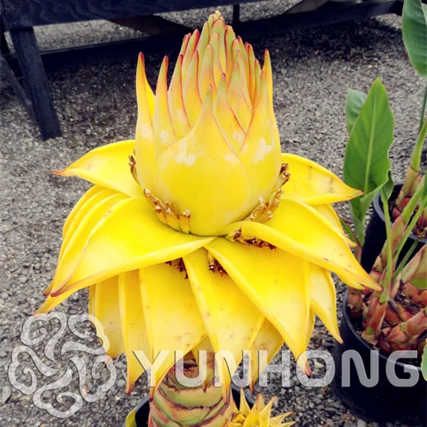 

Free Shipping 20pcs/lot Musella Lasiocarpa Dwarf Banana Golden Lotus plant Fruit Beautiful Flower Bonsai Plants For Garden