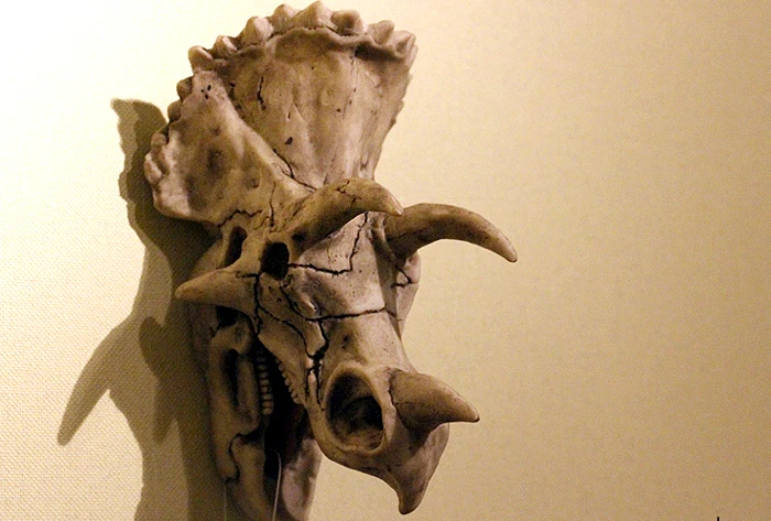 

Export to USA Jurassic Triceratops bone faucet Creative skull pattern ornaments,Personalized decorative wall hangings Decoration