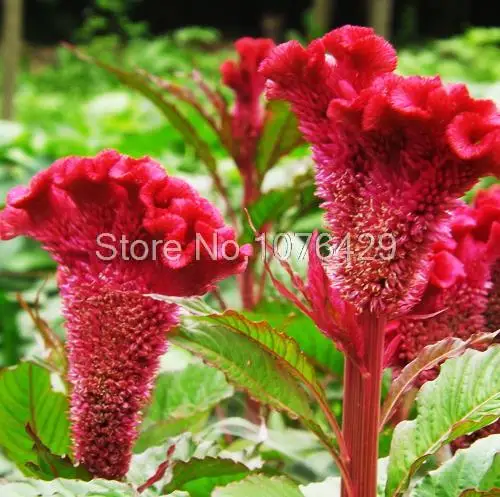 400 Giant Cresta Di Gallo Semi Celosia Cristata Garden Fiori S026 Flower Flower Flower Garden Seedsflower Celosia Aliexpress