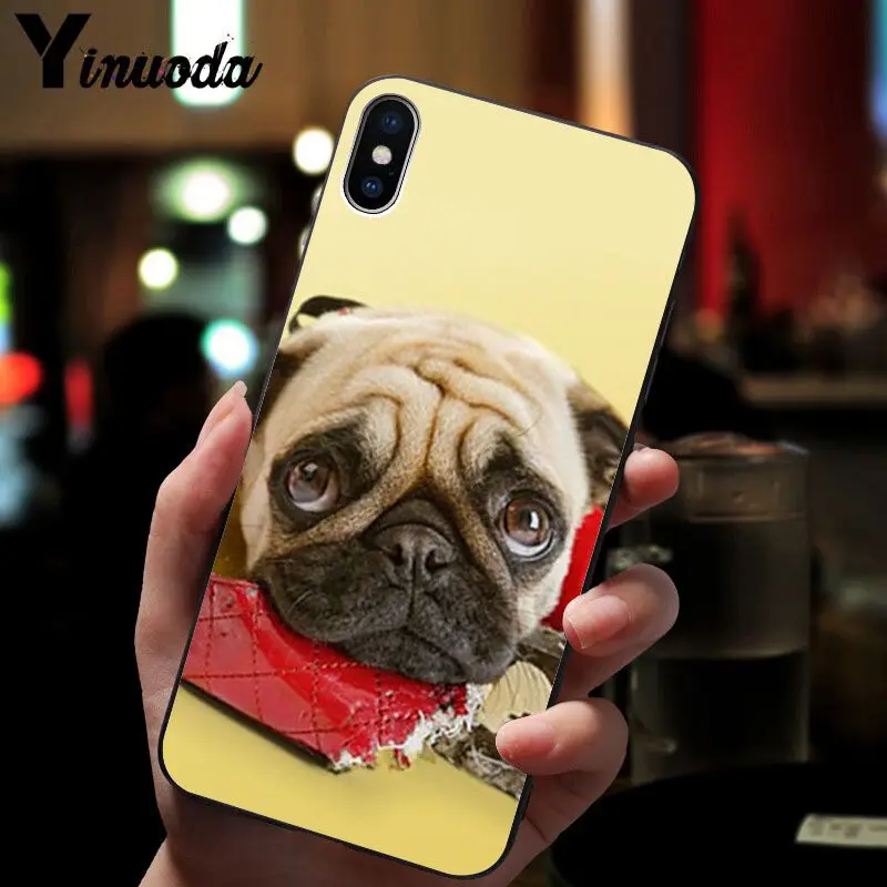 Cute pug dog