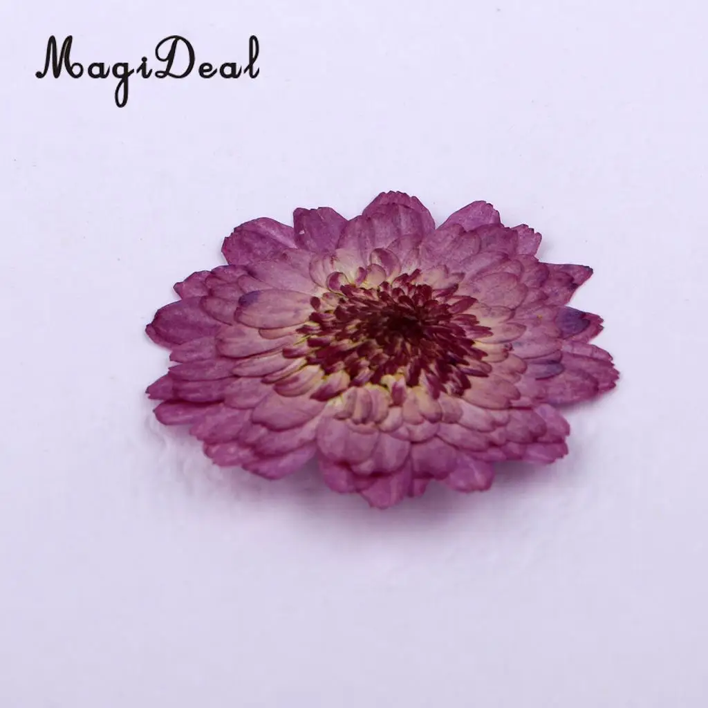 20pcs Real Dried Flowers Pressed  Chrysanthemum for Wedding Decoration Scrapbooking DIY Arts Crafts Floral Decor