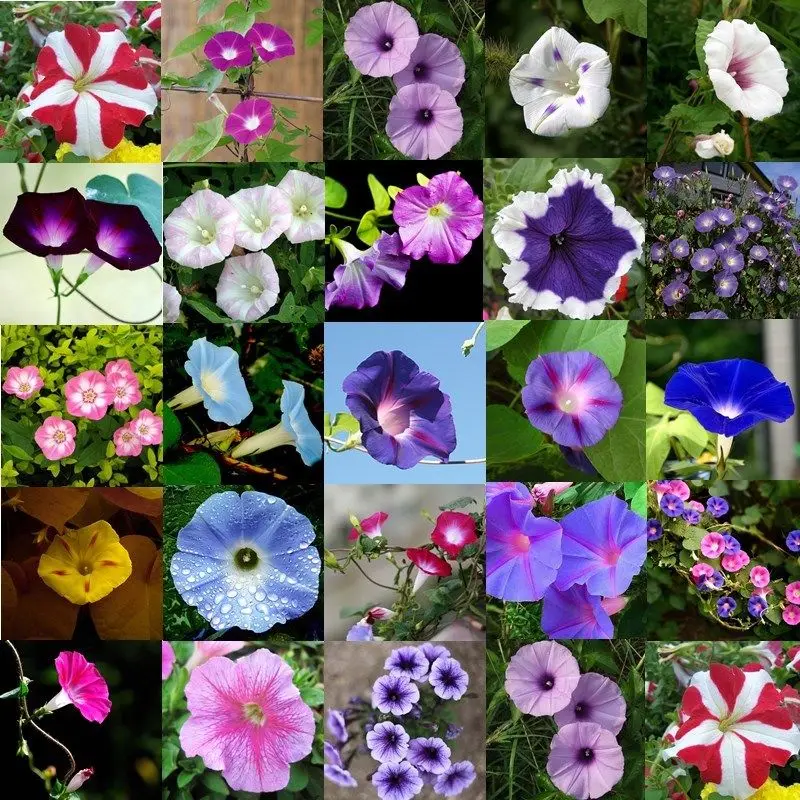 

60Pcs Seeds Decor Hybrida Home Flower Trailing Petunia Garden Hanging Petunia