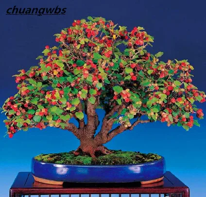 

100 pcs High Quality Raspberry Seed red Mulberry Fruit in bonsai indoor plants