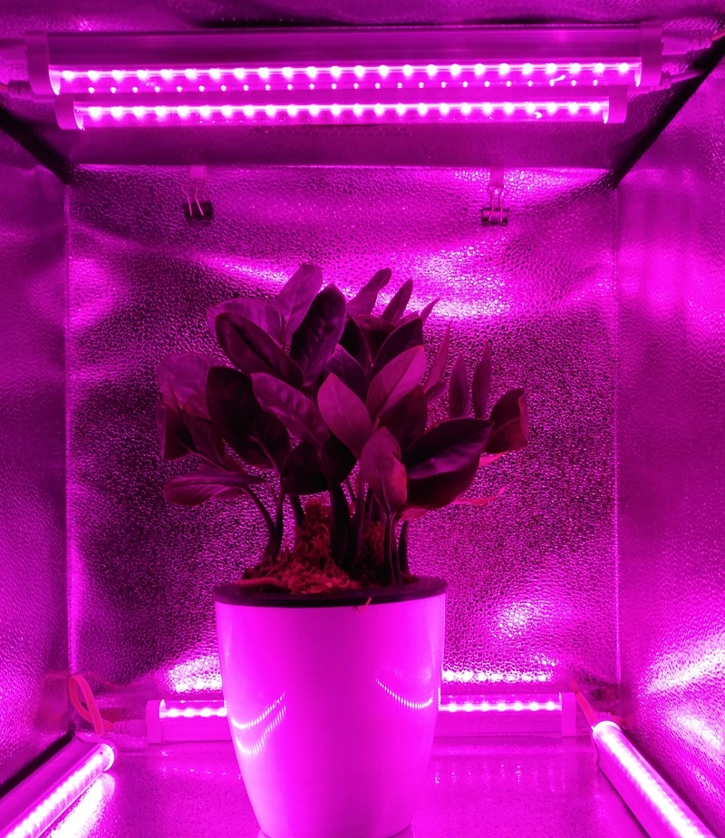 T5