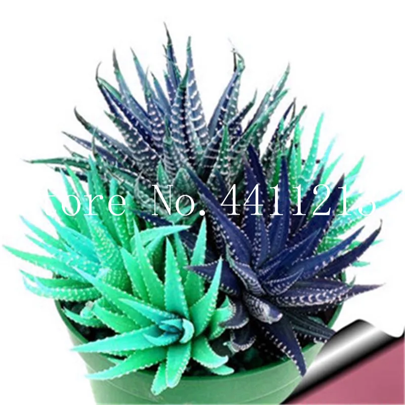 100 Pcs Colorful Rare Cactus Aloe Bonsai Rebutia Variety Mix Exotic Flowering Mini Plant