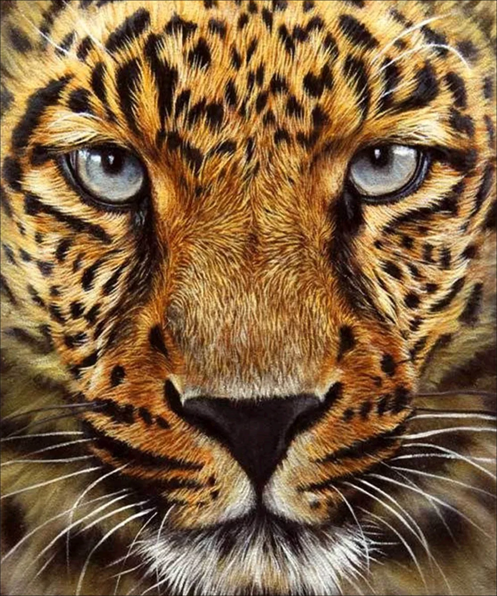 Картина тигра. Лев рисунок. Художник бруно тина августо. Красивые иллюстрации животных. Разные картины животных.