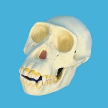 Chimpanzee модель скелета, черепа кольцо в форме скелета примитивный человеческий череп обучения манекен для медицинского обучения со спицами голова орангутанга череп