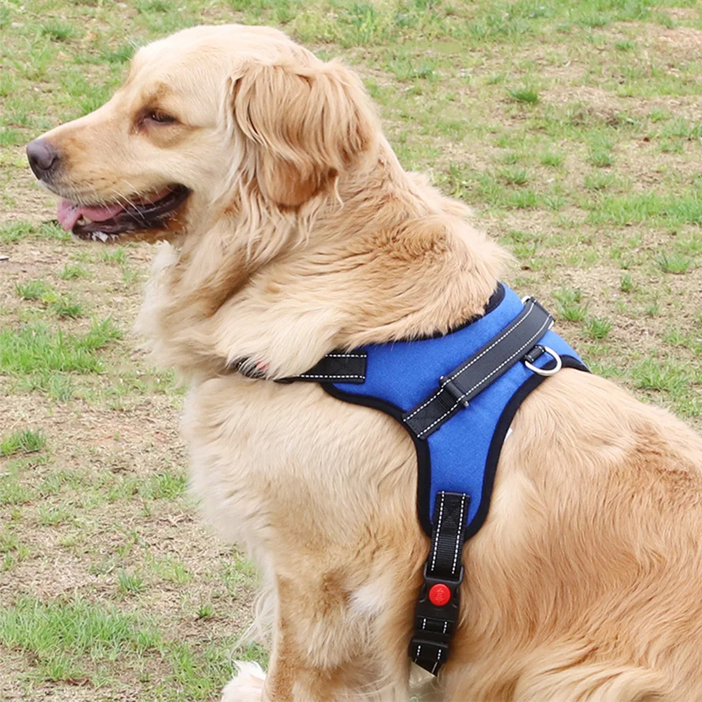 dog harness (5)