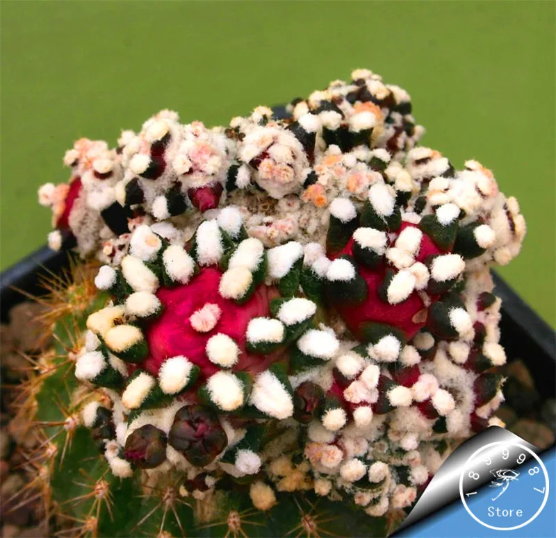 

Hot Sale!100PCS/Bag Best rare Cactus Flower Bonsai, giant shape , heat tolerant Succulent Perennial plant De Flores,#4NSQLR