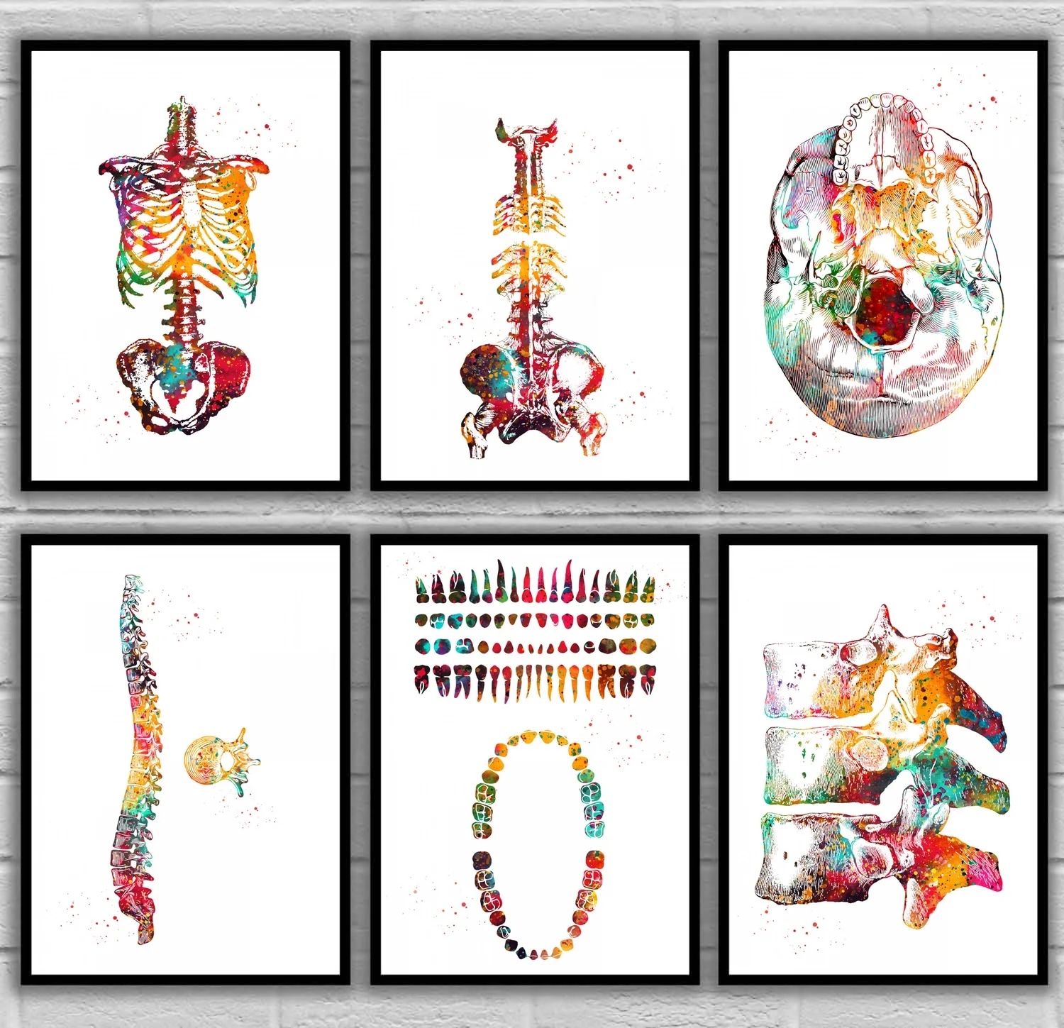 

Skeleton Torso Skull View Spine Vertebra Teeth Thoracic Tooth Structure Urinary Whiskey Anatomical Medical And Science Poster