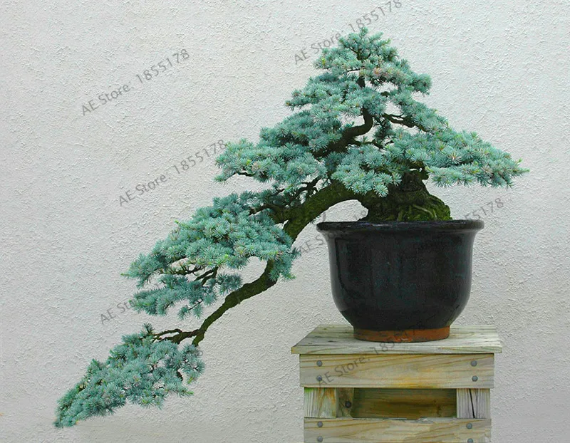 

Genuine!Cedrus deodara garden Cedrus Deodara Conifer Indoor Plant bonsai tree flores Light blue Deodara Cedar plantas 10pcs/bag,