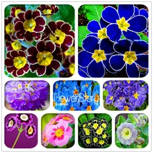 Новое свежее растение 100 растение мешок Русский стиль домашний сад Цветы Первоцвет бонсай в горшках бонсай