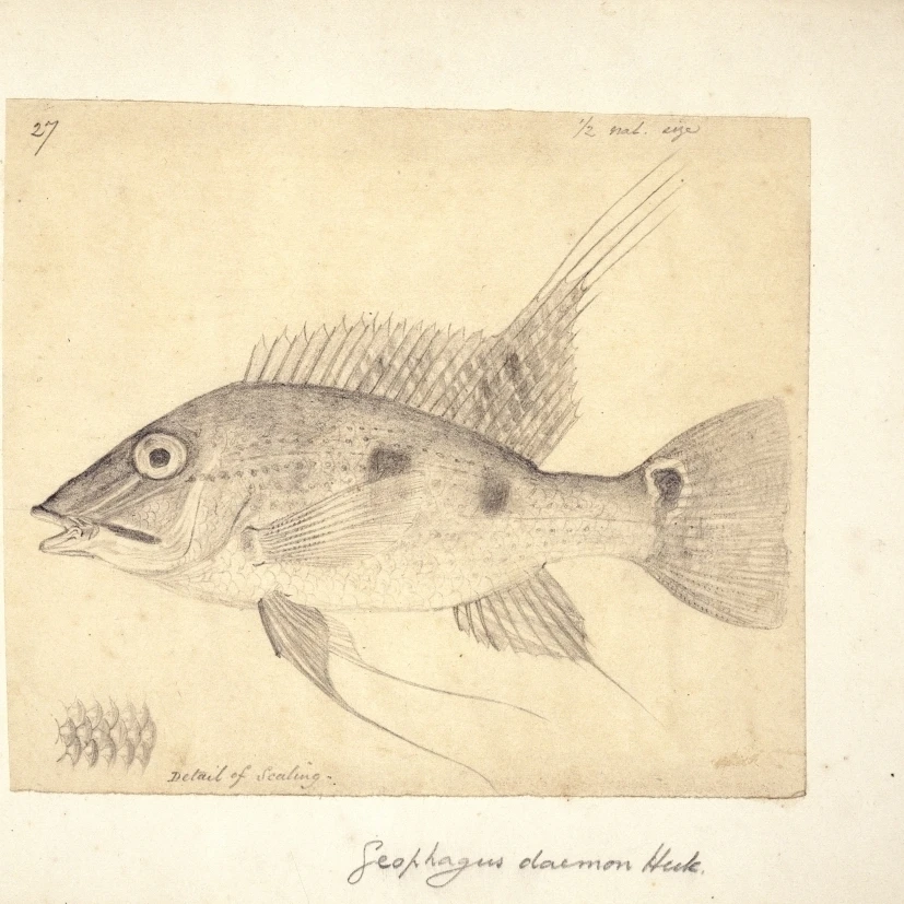 Satanoperca Daemon (Geophagus Daemon) Poster Print By Mary Evans Natural History Museum (24 X 18)