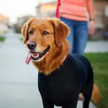 

Post Operative Protection Long Sleeves Bodysuit Jumpsuit For Dogs E Collar Alternative For Recovery