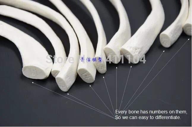 И разбросанные кости человеческого тела, 170 см кости человеческого тела, эмультационная модель скелета, медицинская ортопедика. Обучения