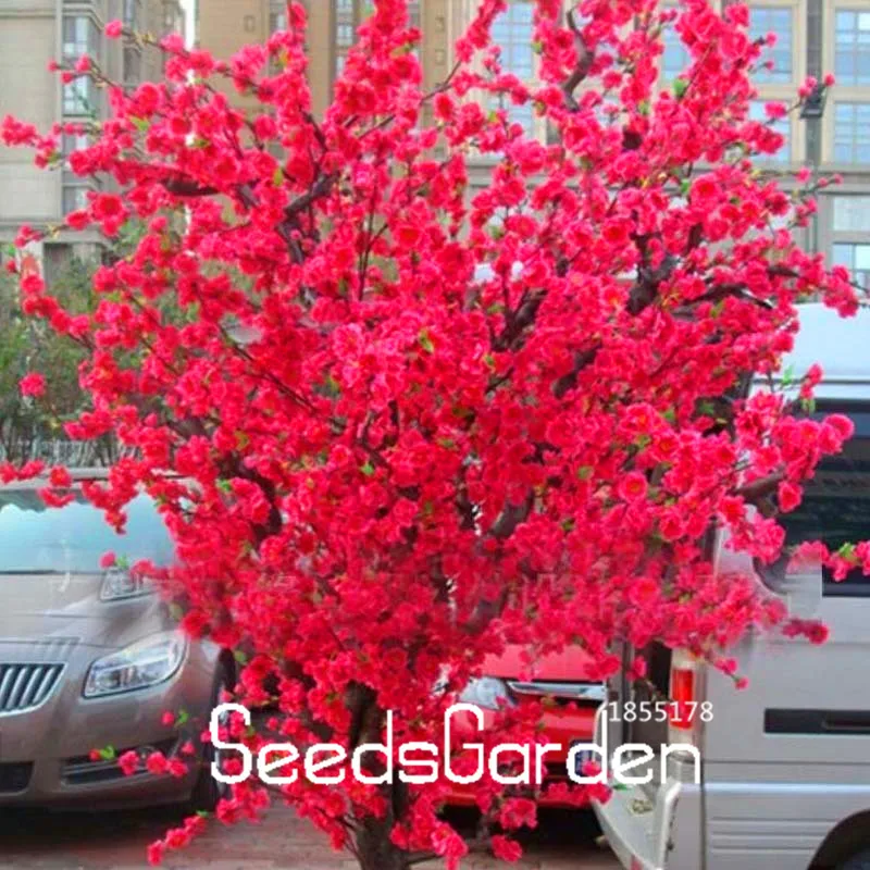 Time-Limit!!10 Pcs/bag Red Japanese cherry blossoms plant Courtyard Garden Bonsai Tree flores Small Sakura Tree plantas Mixed Co Time-Limit!!10 Pcs/bag Red Japanese cherry blossoms plant Courtyard Garden Bonsai Tree flores Small Sakura Tree plantas Mixed Co
