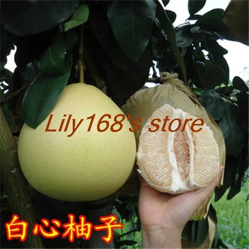 

Rare tree grapefruit bonsai grapefruit fruit bonsai family garden bonsai 10 pcs