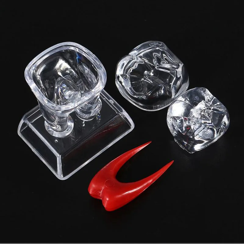 

1 pc Separable Tooth Teaching Demonstration Model Large Tooth Molar Model Transparent Dentistry Material Dental Lab Teeth Model