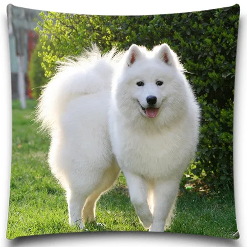 a big white dog