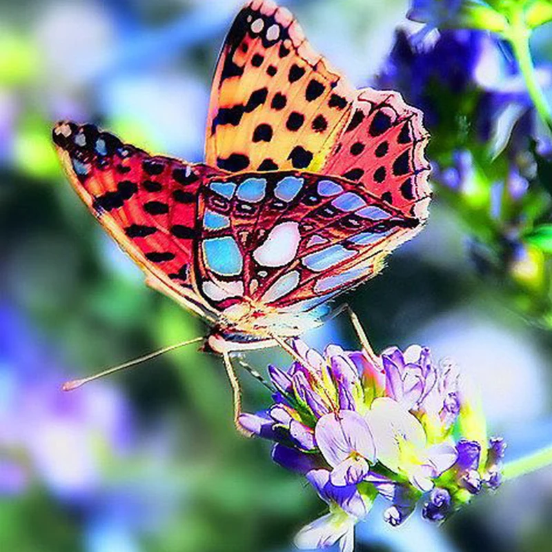 

Full Square Round Diamond 5D DIY Diamond Painting Butterfly Flower Diamond Embroidery Cross Stitch Rhinestone Mosaic Home Decor