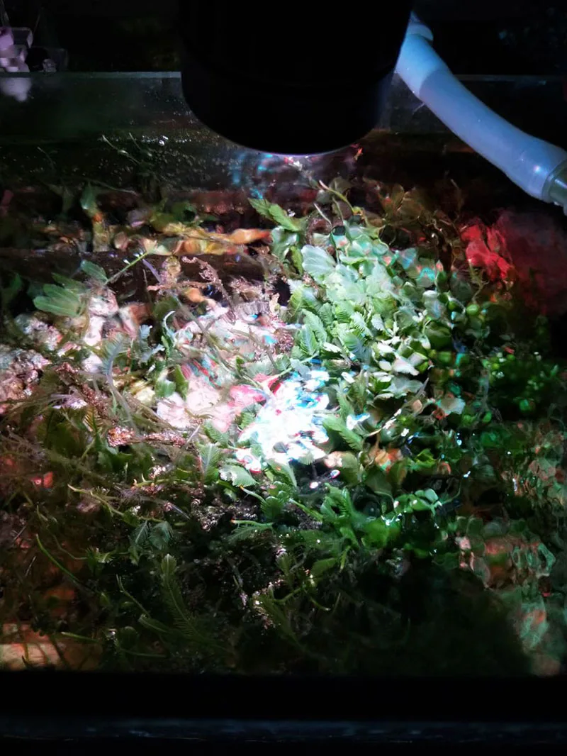 Коралловый светодиодный светильник мини nano Coral SPS LPS риф водоросли для выращивания светодиодный светильник аквариум морской соленый аквариум
