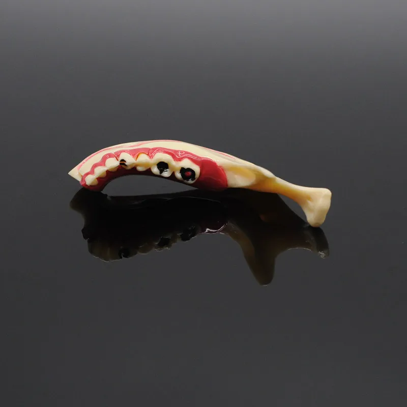  Dentistry Teaching Training Model Dental Communication Model Mandibular Model - 32999178857