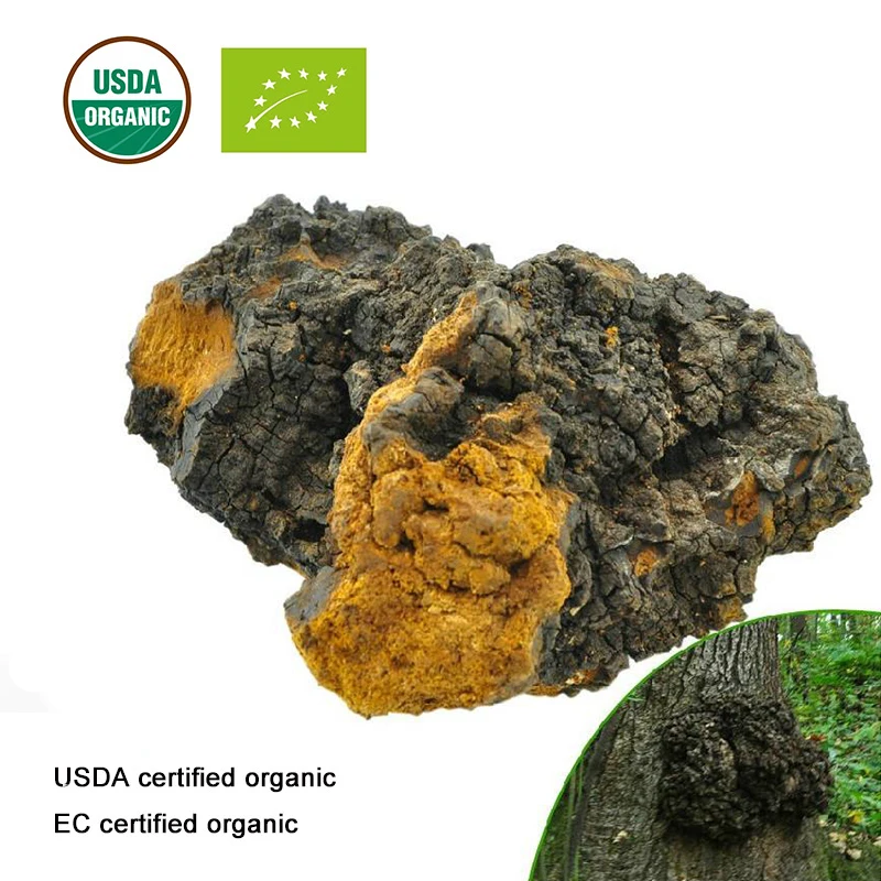 Органический экстракт гриба Чага, сертифицированный USDA и EC, 10:1 Полисахариды