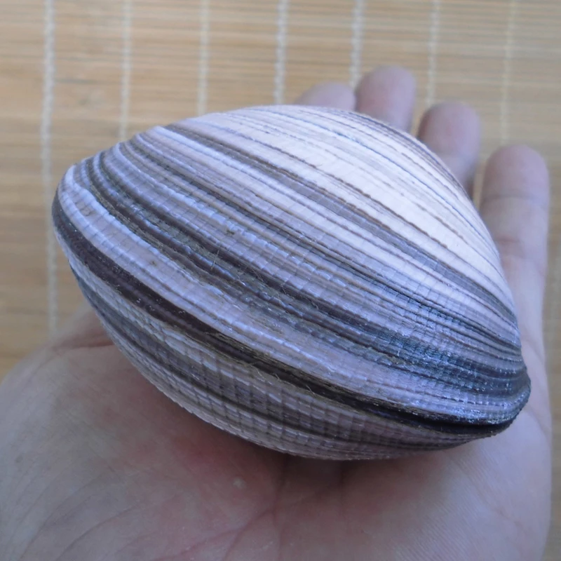 

Conchas shells of bivalve shellfish big blue bird clam sea shells natural craft creative beach wedding decoration