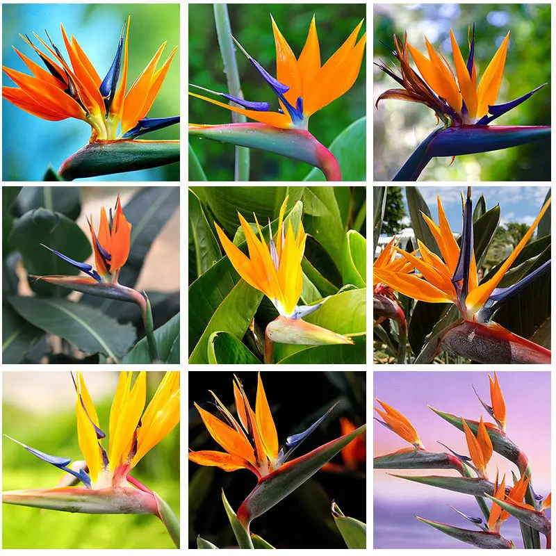 09 Marseed 20 Pcslot Intérieur Rare Graines De Fleurs Balcon Fleurs Plantes Sementes Strelitzia Reginae Semences Oiseau De Paradis Msed026 Dans