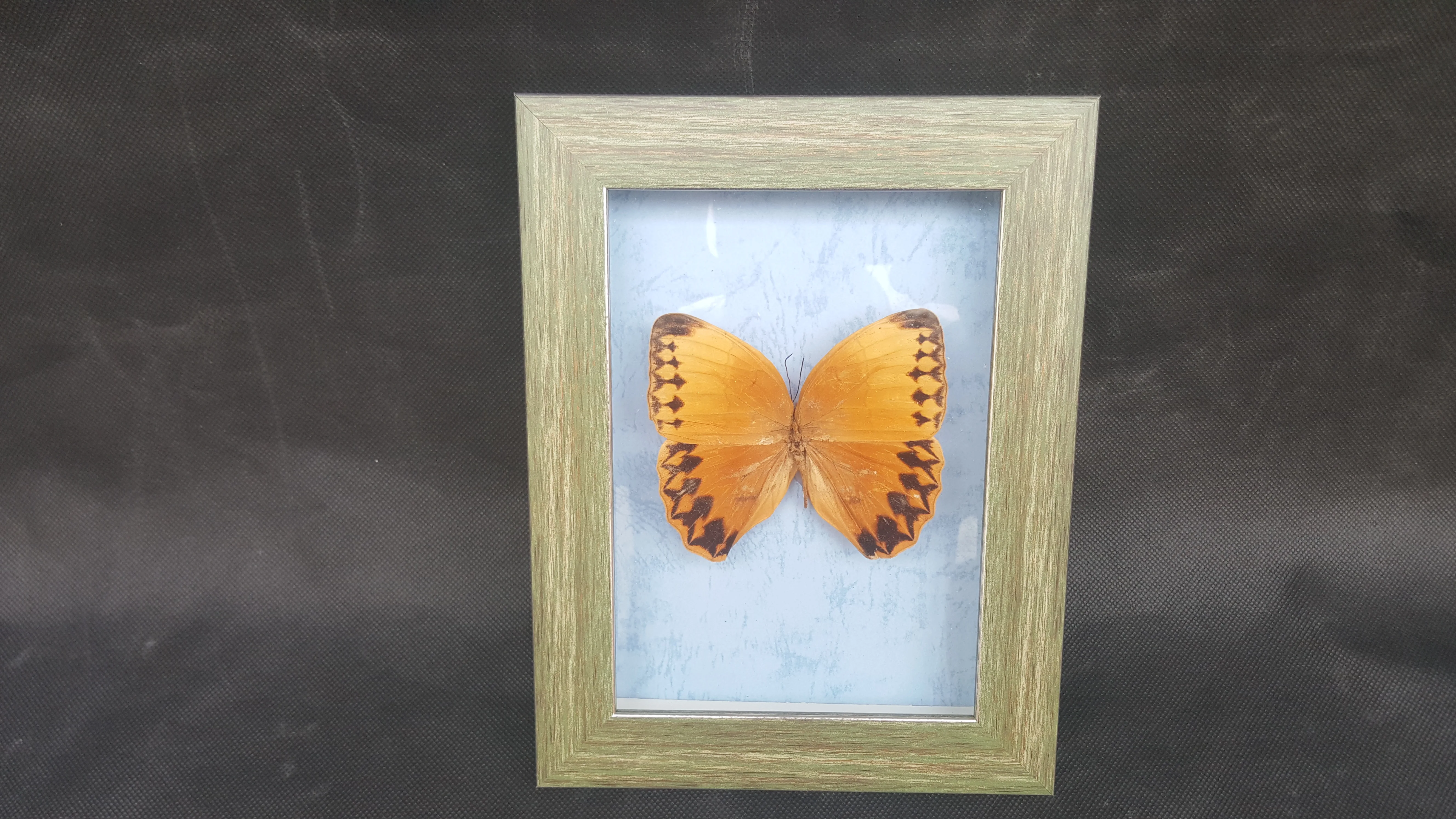 Real Butterfly Wall Art Framed Insect Display Real Genuine Asian Taxidermy Natural oddies Craft Wall