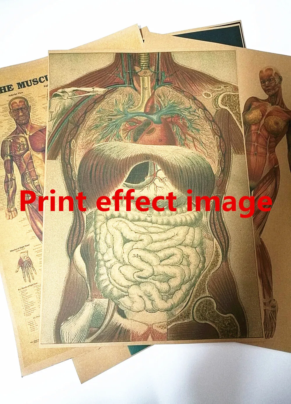 3D X ray сканирование человека анатомия ретро Kraft бумажные плакаты Скелетное
