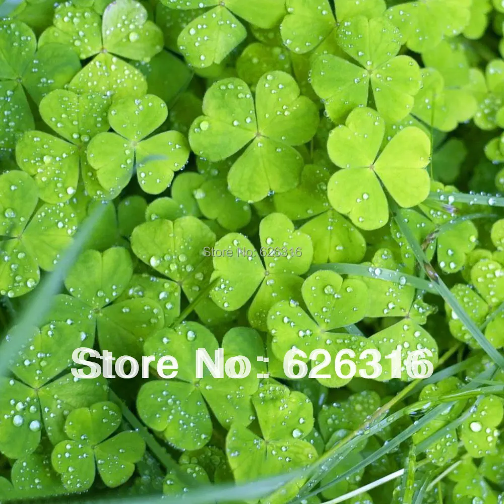 40pcs/lot Flower seed four leaf clover seed Vanilla lucky grass seed ...