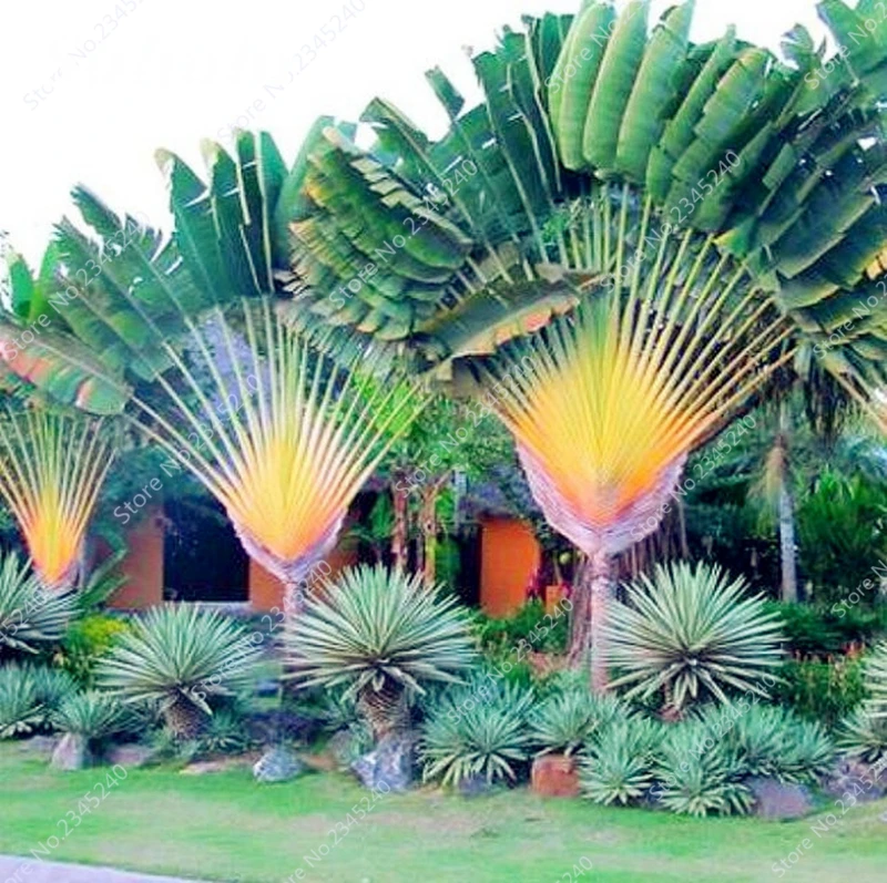 10 pcs/ bag Japan Cycas Indoor Drawf Bonsai Potted Outdoor ...