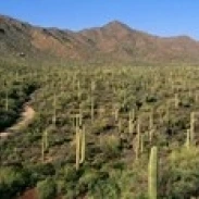 Saguaro National Park  Arizona  USA Poster Print (36 x 12)