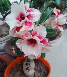 100% свежий настоящий "Adenium arabicum" semillas-Bonsai Arabia пустынный розовый цветок растение semillas sementes (a-la-bo)