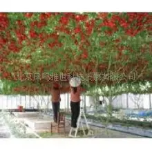 Hot Tomato Seed Kyotango Organic Vegetable Seeds 120seeds