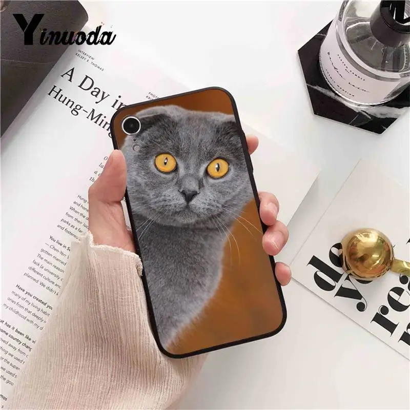 British Shorthair cat Top Design